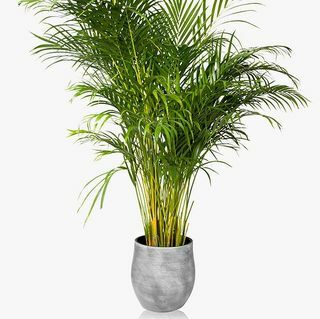 Keramička lončanica Little Botanical XL Areca Palm