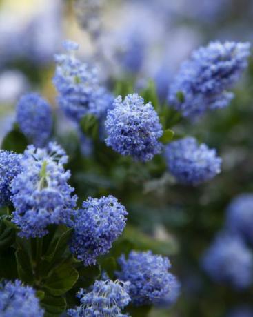 ceanothus victoria kalifornijski grm lila koji ispunjava okvir s malom dubinom polja