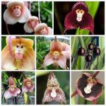 Ove rijetke orhideje izgledaju poput majmunskih lica, a sjeme možete kupiti