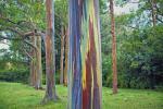 Mavrični eukaliptus najbojaznije je drvo na zemlji
