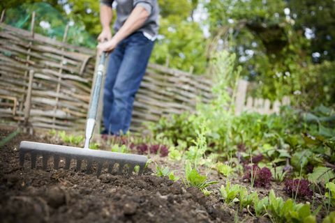 Vrtlar pomoću metalnih grablja izglađuje ispražnjeni komad zemlje na podignutom krevetu u povrtnjaku prije sadnje novih sjemenki.