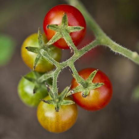 izbliza, pogled odozgo na rešetku cherry rajčice na biljci