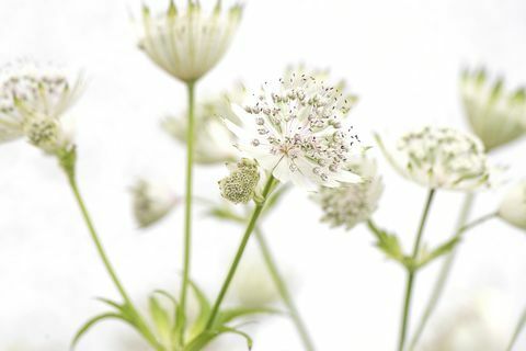 Bijeli Astrantia glavni ljetni cvjetovi 