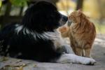 Vole li vas više mačke ili psi - kako se mačke i psi vole ljubav