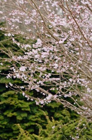 jwwtxc jesen trešnja prunus subhirtella 'autumnalis rosea'