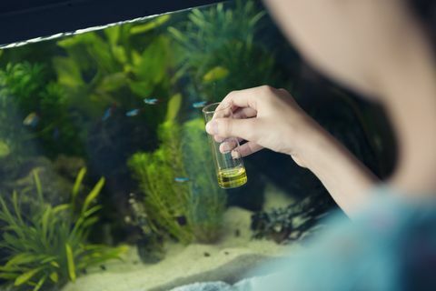 djevojka koja koristi kemijski test za mjerenje kvalitete vode u kućnom akvariju