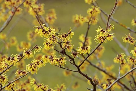 Cvjetajuća vještica lješnjak -Hamamelis intermedija