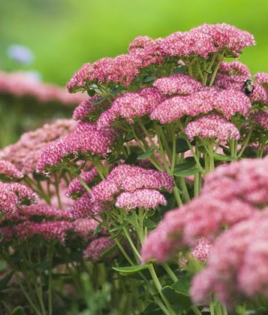 sedum jesenska radost 'herbstfreude'