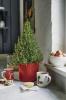 Waitrose prodaje mini božićna drvca ružmarina za jelo i ukrašavanje
