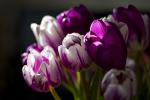 5 najromantičnijih cvjetova