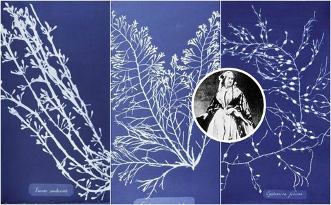 Anna Atkins botanički otisci: Fotografije britanskih algi: Impresije cijanotipa (1843)