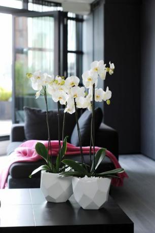 Orhideje - Međunarodni dan orhideja