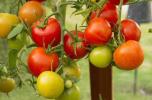 Kako uzgajati rajčice