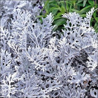 Cineraria Dusty Miller biljka sjeme 200 + sjeme