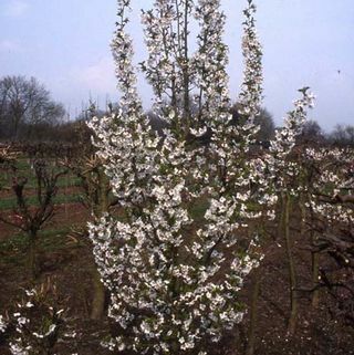 Prunus drvo snijega guske trešnje