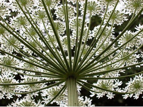 Divovska hogweed