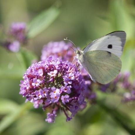 mali bijeli leptir, pieris rapae, zvani bijeli leptir kupusnjača, hrani se nektarom iz cvijeta buddleje