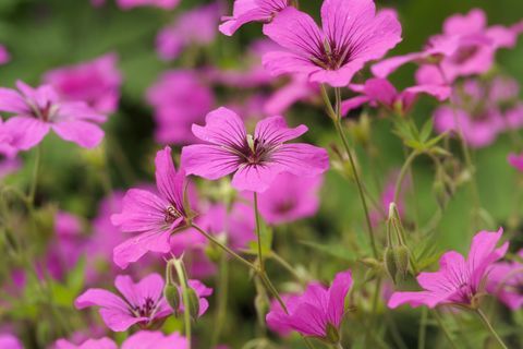 Geranium Psilostemon