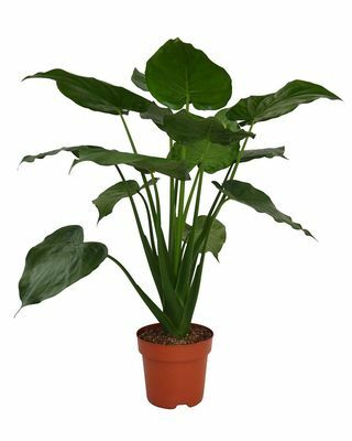 Sobna biljka Alocasia Cuculata