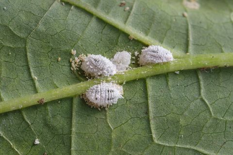 Pseudococcidae i Aphidoidea na lišću okraja