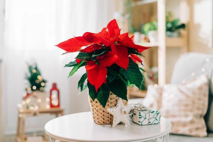 prekrasna božićna zvijezda u pletenoj posudi, darovi i prostor za tekst na zamućenoj pozadini blagdanskog ukrasa tradicionalni cvijet božićne zvijezde