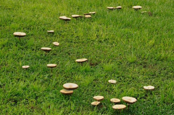 kako zaustaviti gljive u dvorištu