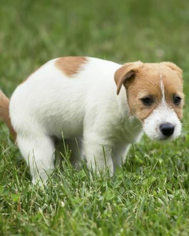 slatko štene kućnog ljubimca jack russell obavlja zahod, kaki u travi