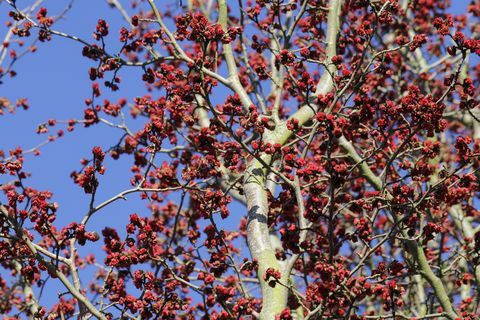 perzijsko željezno drvo, stablo parrotia persica