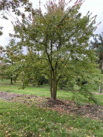 malo vrtno stablo, acer buergerianum