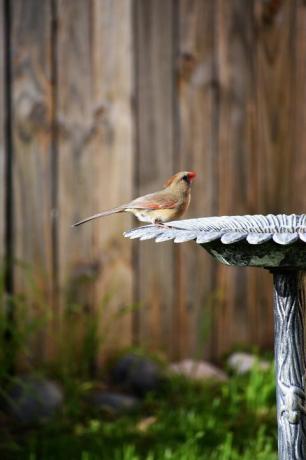 sjeverni kardinal na ptičjoj kupaonici