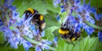 Kako možemo spasiti ljudski rod pomoću mješavine šećera i vode - spasite pčele