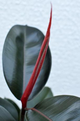 kaučuk, kućna biljka ficus elastica