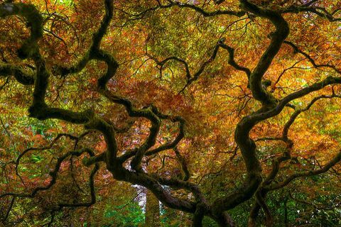 prekrasni jesenski pejzaži: japansko vrtno stablo, portland, oregon