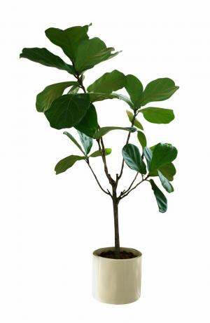 zeleno lišće tropska sobna biljka list violine stablo smokve ficus lyrata u malom keramičkom loncu, ukrasno drvo izolirano na bijeloj pozadini, uključena staza za izrez