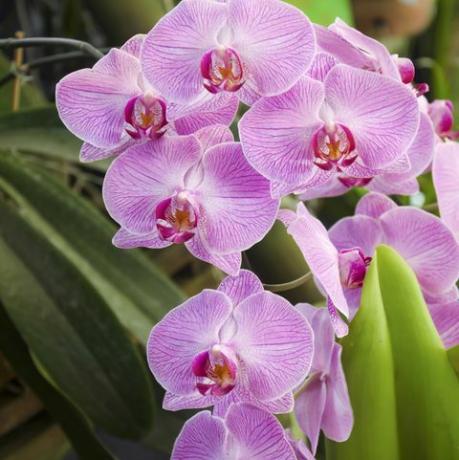 phalaenopsis ružičaste prugaste orhideje