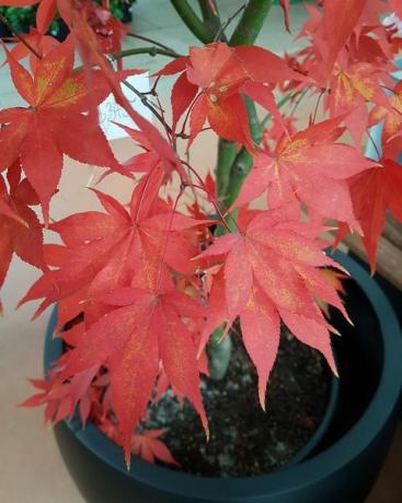 uzgoj acer palmatum ili glatki japanski javor u loncu