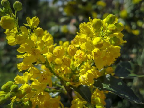 Svijetlo žuta boja mekog fokusa proljetnog cvijeća Mahonia Aquifolium nasuprot tamnozelenoj biljci. Divna prirodna pozadina za svaku ideju.