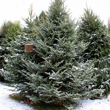 Fraser Fir