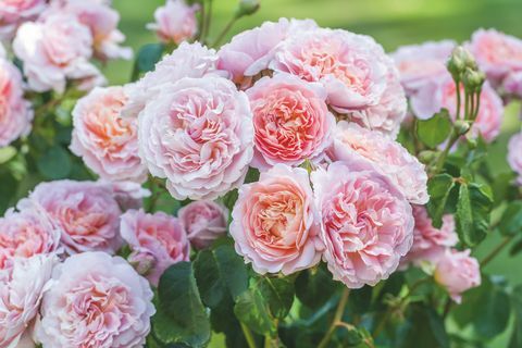 David Austin Roses predstavit će dvije nove sorte engleske ruže na RHS Chelsea Flower Showu