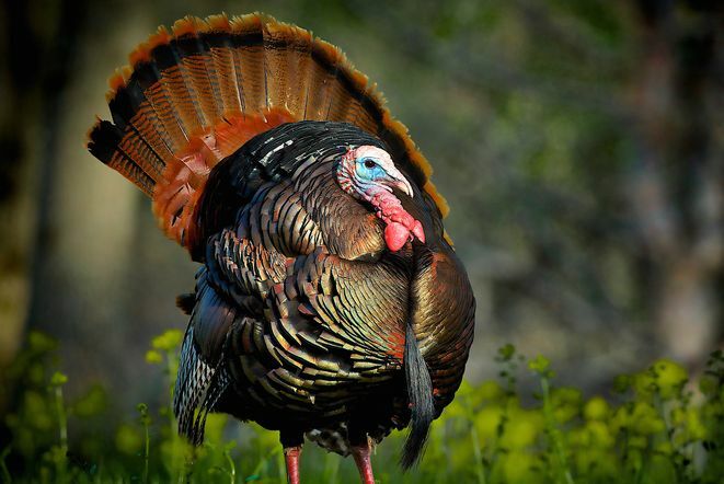 Zabavne činjenice za Dan zahvalnosti - Turska nacionalna ptica Benjamina Franklina