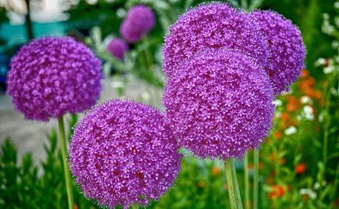 Visoki cvjetovi purpurnog allija