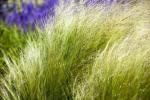 Najlakše trave za uzgoj u vašem vrtu
