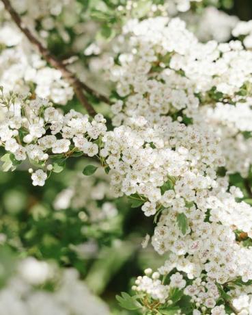 ograničena slika dubinske oštrine cvata malog stabla gloga koje raste u tradicionalnoj živici od Cornish-a