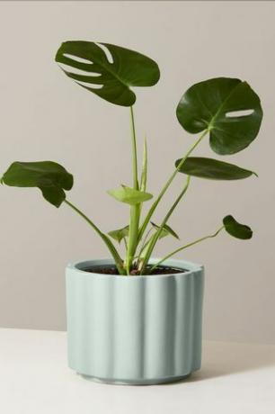 Poklon lonac Monstera Deliciosa