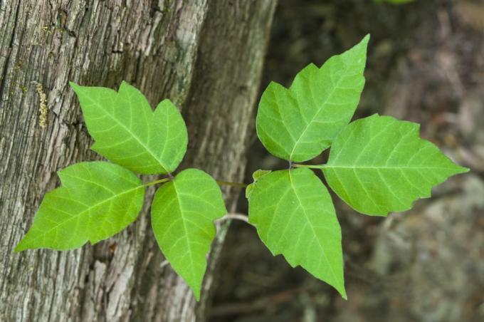 otrovni bršljan, otrovna biljka rhus radicans uspravni, penjačka loza ili vučni grm svi dijelovi biljke mogu uzrokovati jaku upalu kože, svrbež, mjehuriće vrlo varijabilan u obliku michigan