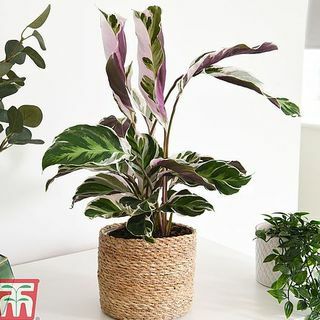 Calathea 'Fusion White'