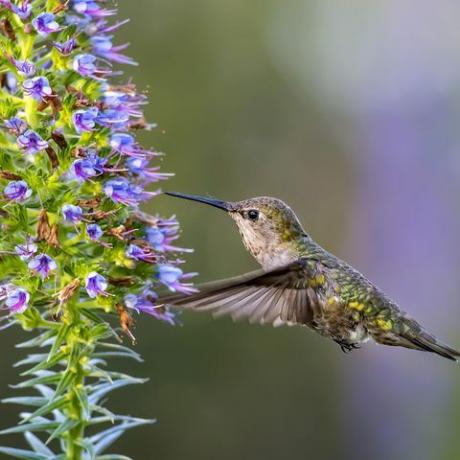 Anina hummingbird