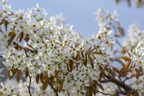 listopadni cvjetni grm amelanchier lamarckii, skupina bijelih cvjetova na granama u cvatu, snježna biljka mespilus