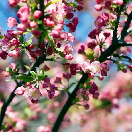 blooming crab apple tree