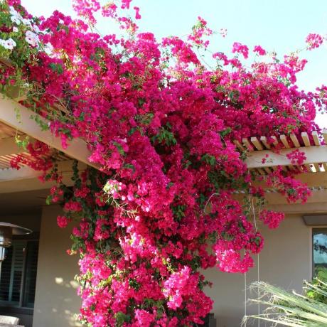 Pink Bougainvillea-južnoamerički jasmin 100 sjemenki